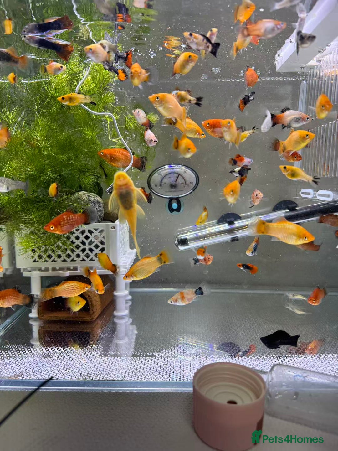 Plecos fish for sale: Beautiful small Platy, Guppy &Pleco – Hobby Tank - Advert 17