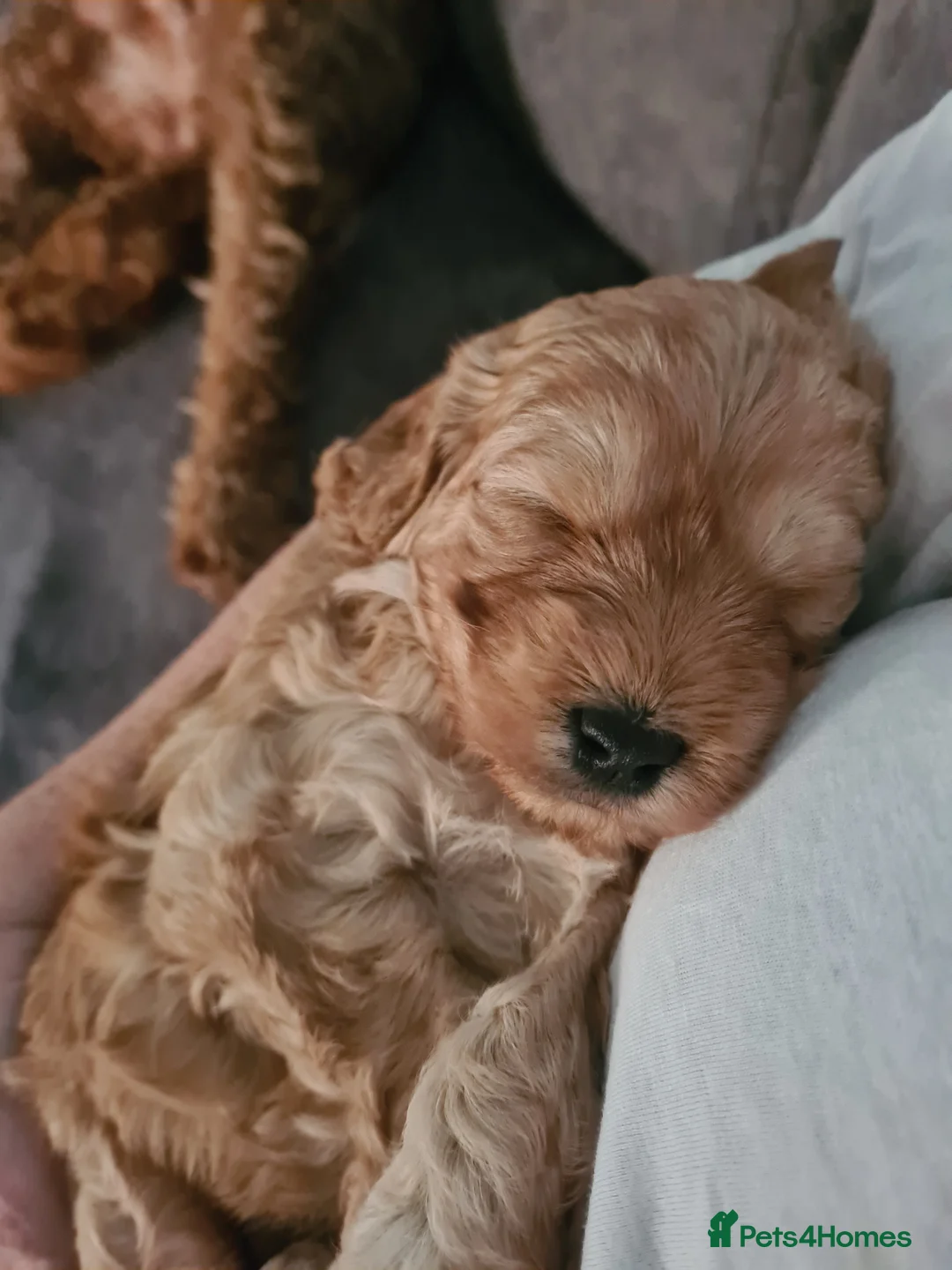 Mixed Breed dogs for sale: Beautiful puppy - Advert 5