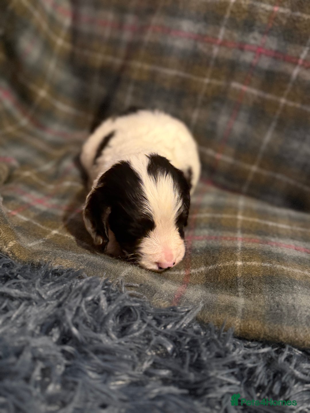 Cocker Spaniel dogs for sale: Cocker Spaniel Merle Puppies  - Advert 10