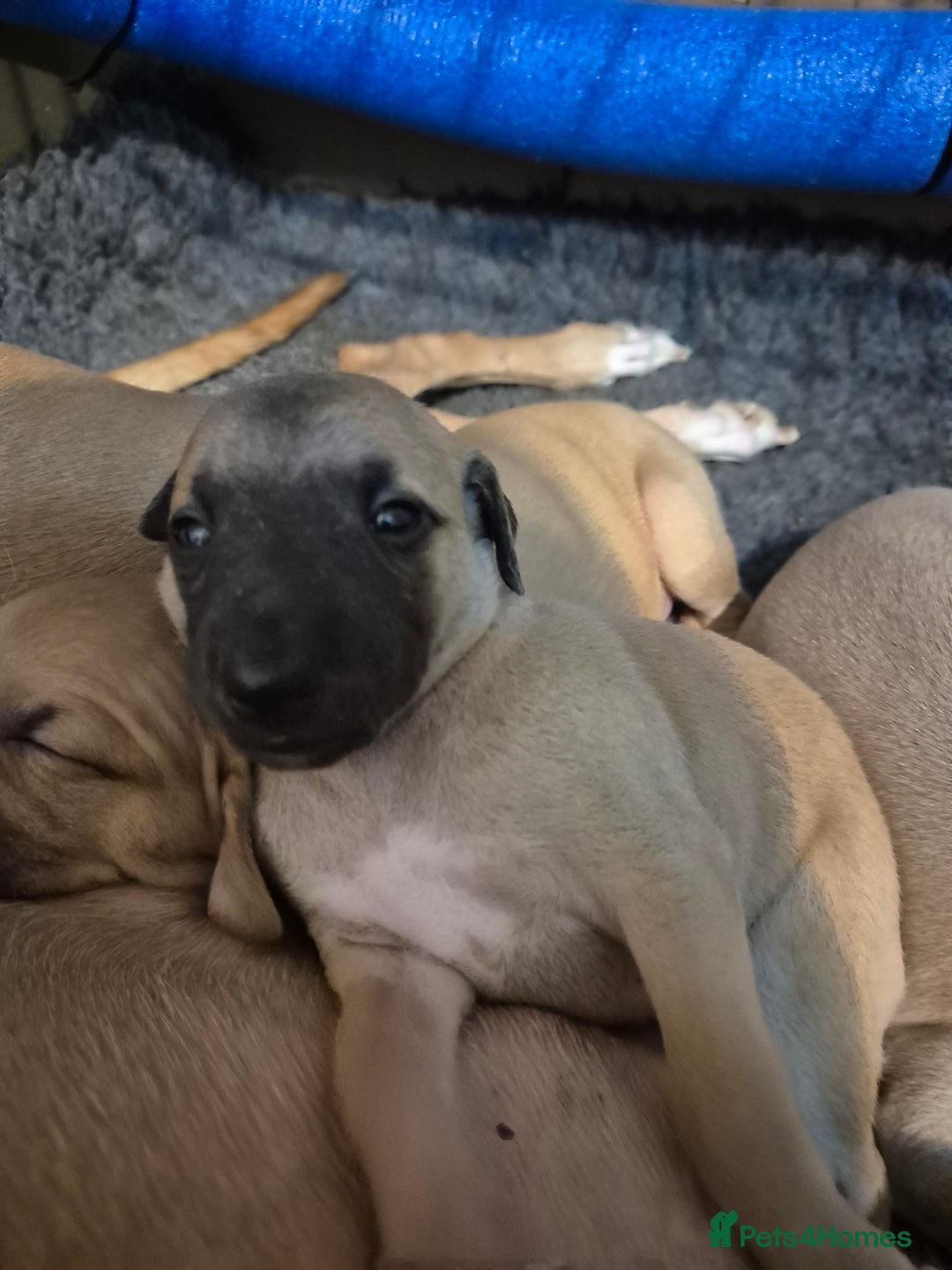 Whippet dogs for sale: 5 fawn kc whippet puppies beauitful markings  - Image 12