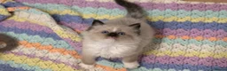 Ragdoll cats for sale: Ragdoll kittens bi color - Advert 15