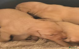 Labrador Retriever dogs for sale: Stunning litter of Fox Red and Black Labradors - Image 25
