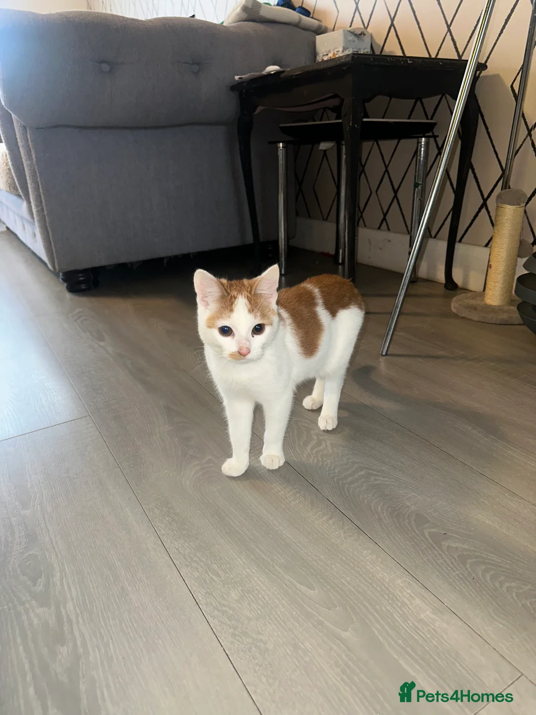 Mixed Breed cats for sale: 1 white boy, 2 white and orange girls - Advert 8