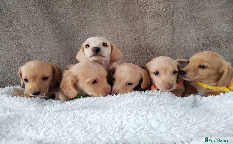 Miniature Dachshund dogs - Advert 16
