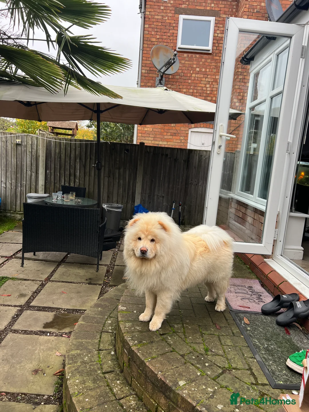 Chihuahua dogs for stud: Chow ChowFor Stud - Advert 3