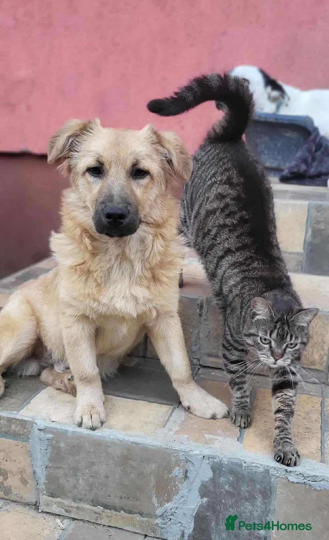 Mixed Breed dogs for adoption: BARLEY, 6mo, small - loves dogs, kids,cats/loving - Image 2