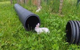 New Zealand rabbits for sale: 🐰 New Zealand White Rabbits – Friendly, Healthy🐰 - Image 8
