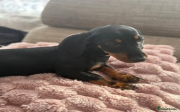 Dachshund dogs for sale: Dachshund Puppy - Image 3