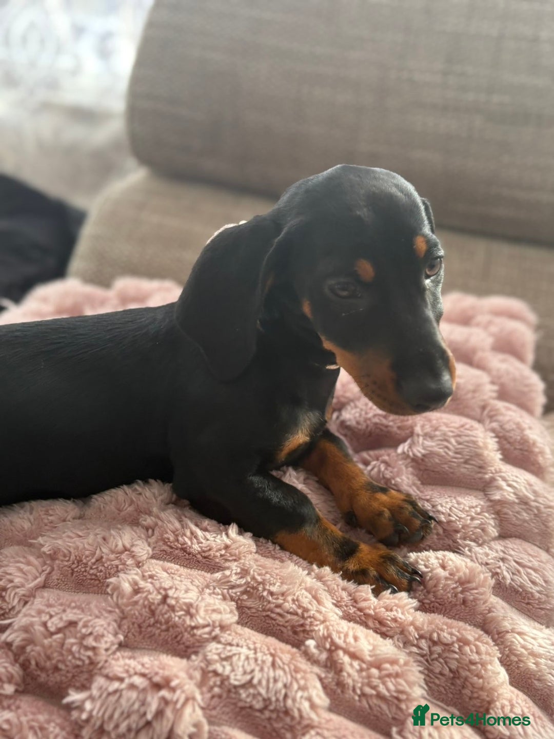 Dachshund dogs for sale: Dachshund Puppy - Image 3