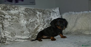 Dachshund dogs - Advert 6
