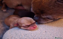 Chihuahua dogs for sale: 14 weeks old Chihuahua Male puppy  - Image 1