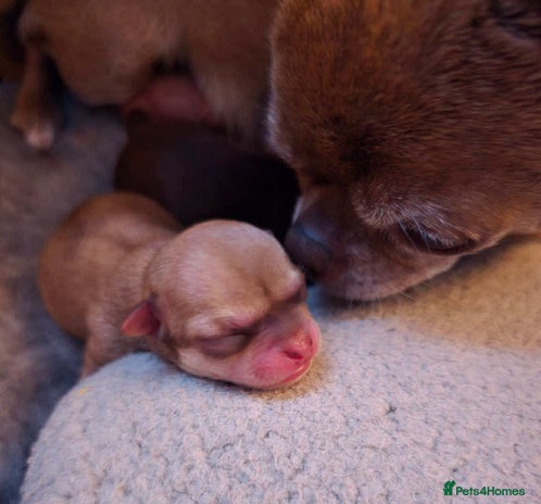 Chihuahua dogs - Advert 12