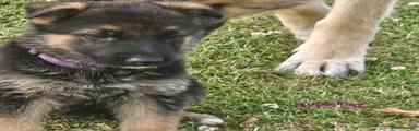 German Shepherd 3 purple 