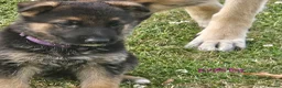 German Shepherd dogs for sale: 8 BIG German Shepherd Puppies  - Advert 7
