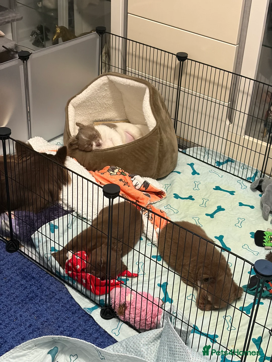 Chihuahua dogs for sale: One solid chocolate female chihuahua left!! ⭐️⭐️⭐️ - Advert 9