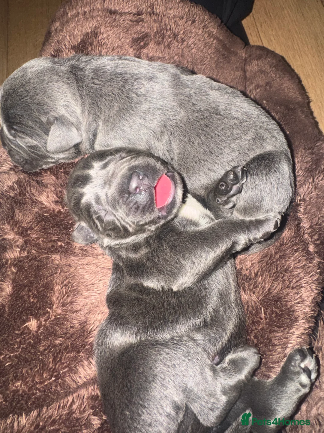 Cane Corso dogs for sale: Cane Corso Rare Blue/Grey Puppies  - Advert 3