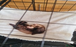 Ferret rodents for sale: Single male ferret - Image 2
