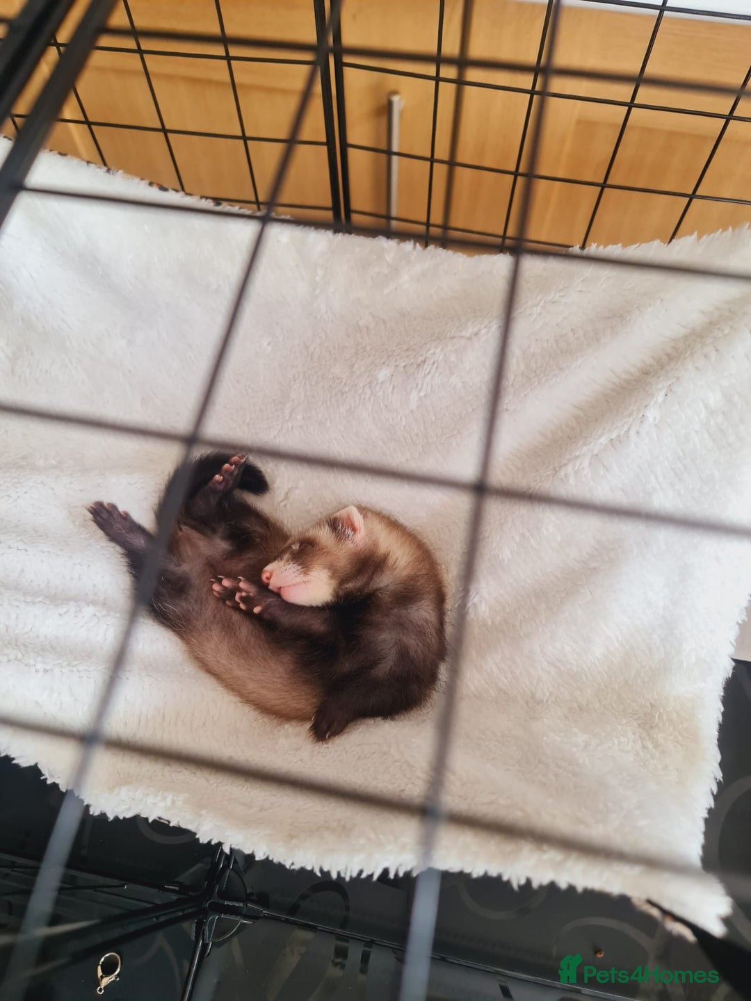 Ferret rodents for sale: Single male ferret - Image 2