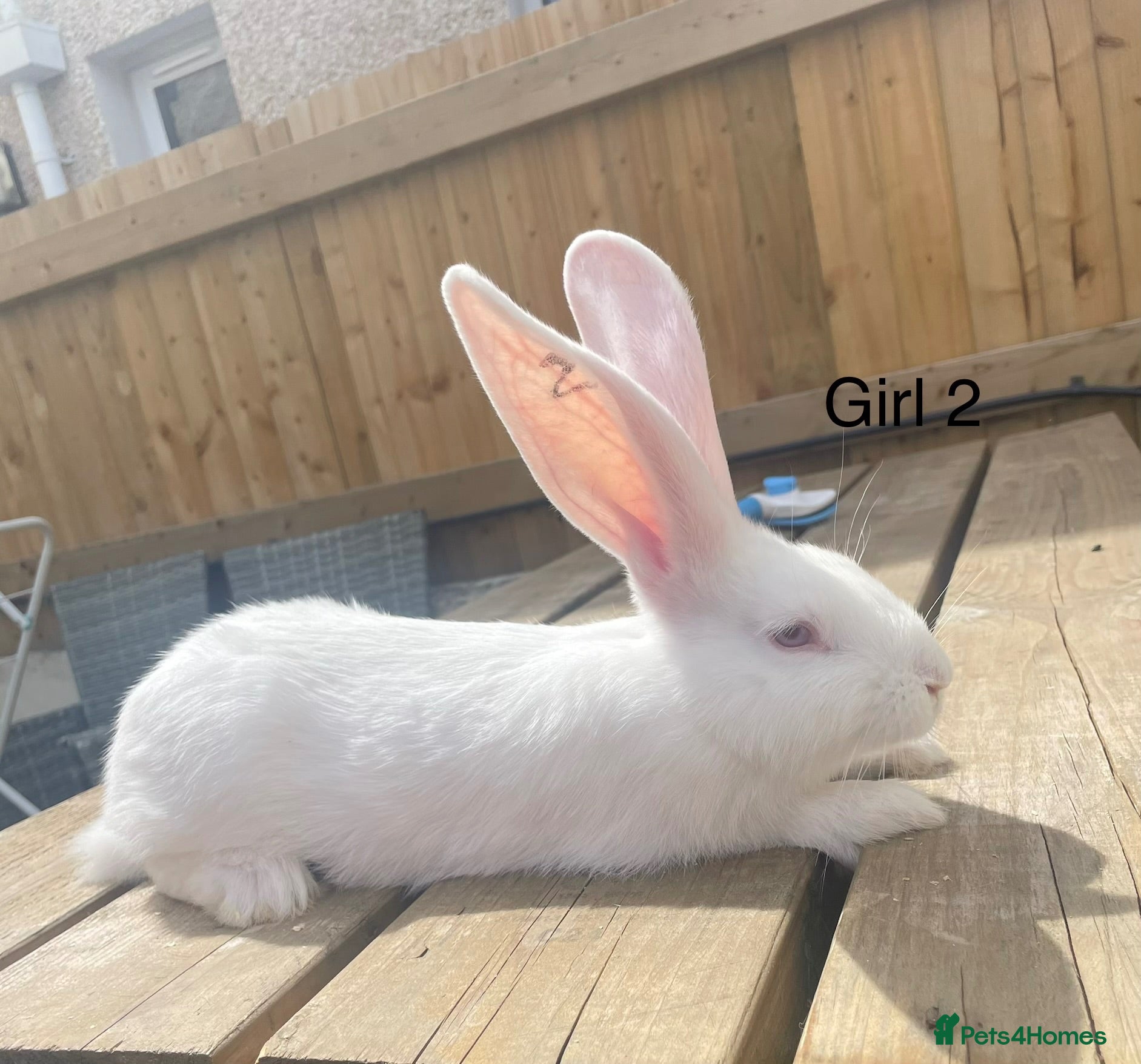 Continental Giant rabbits 💖 8 week old continental giants💖 - Advert 7