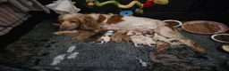 Cocker Spaniel dogs for sale: 🧡🐾🧡Beautiful Cocker Spaniel Puppies coming soon - Advert 13