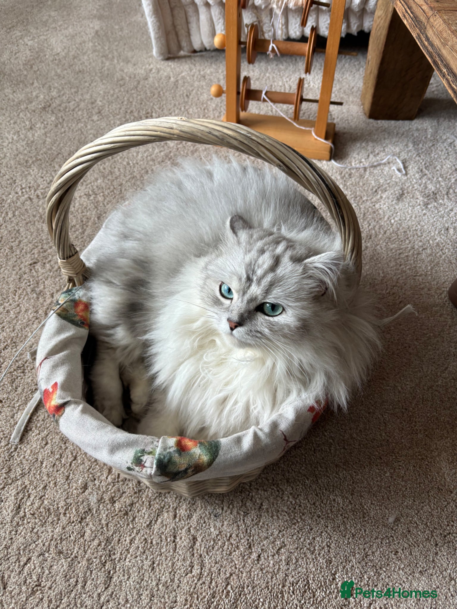 Ragdoll cats for sale: Gorgeous kittens!! - Advert 6
