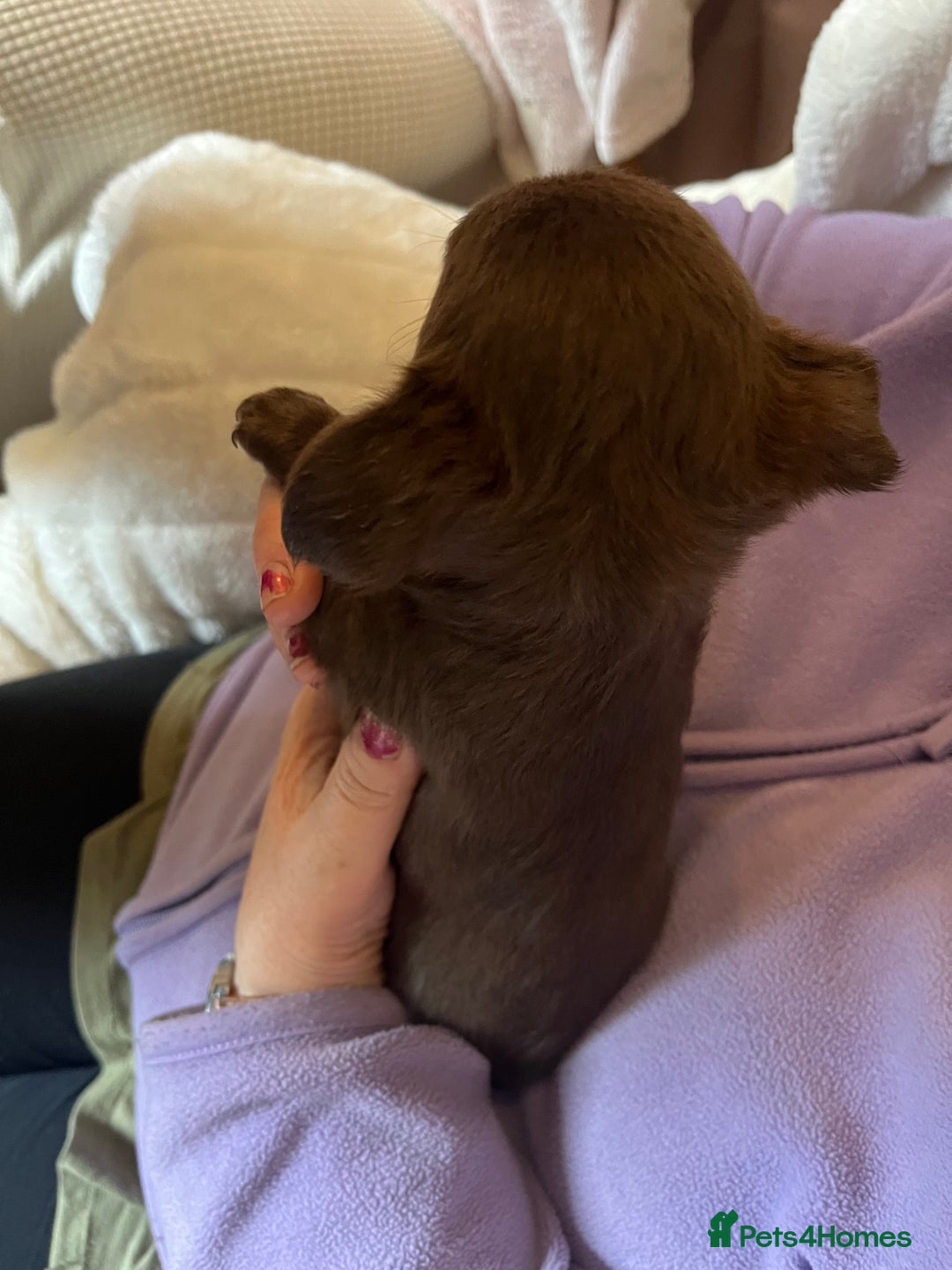 Chihuahua dogs for sale: Rare chocolate chihuahua puppies - Image 30