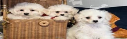 Bichon Frise dogs for sale: Gorgeous bichon frise pups ready now  - Advert 7