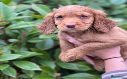 Cocker Spaniel dogs for sale: 2 Red working cocker spaniel puppies - Image 20