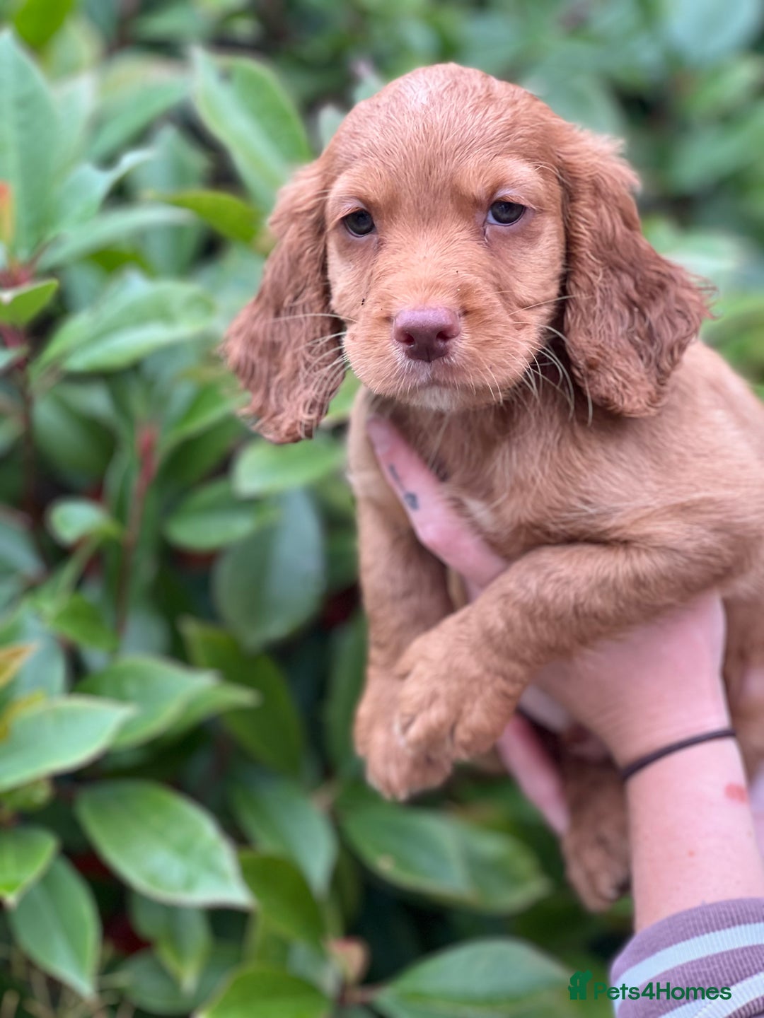 Cocker Spaniel dogs for sale: 2 Red working cocker spaniel puppies - Image 20