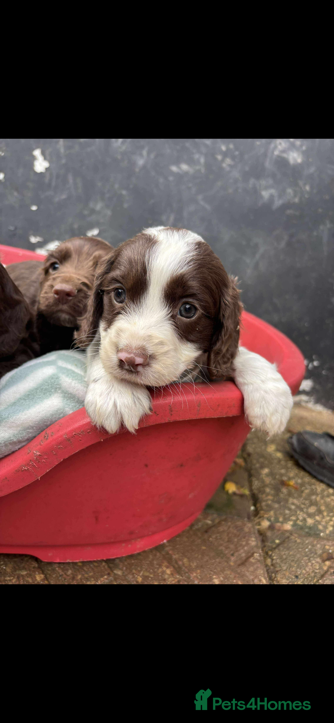 Sprocker dogs for sale: Beautiful Sprocker puppies for sale  - Image 9