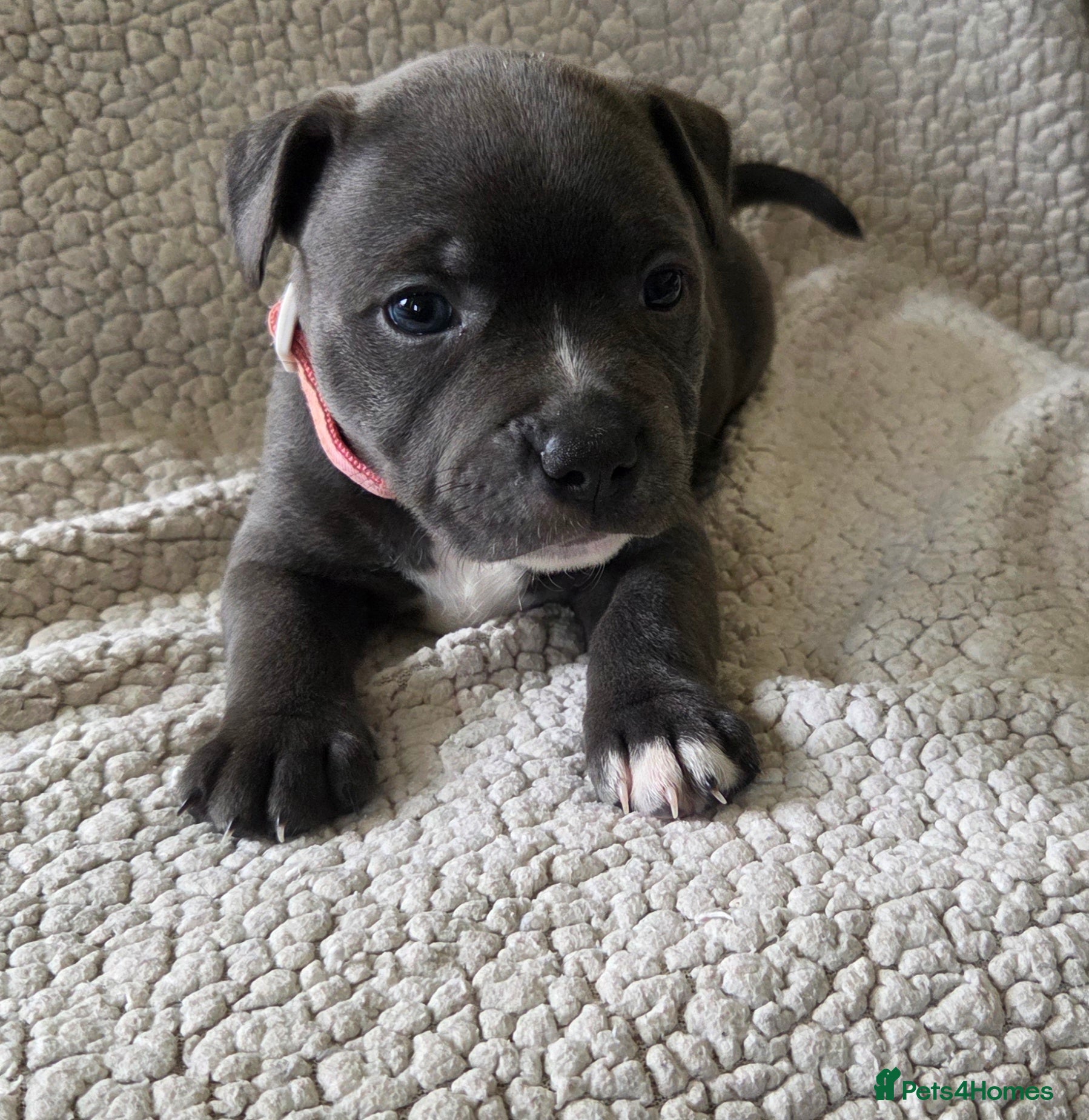Staffordshire Bull Terrier dogs KC Blue Staffordshire Bull Terrier Puppies - Advert 7
