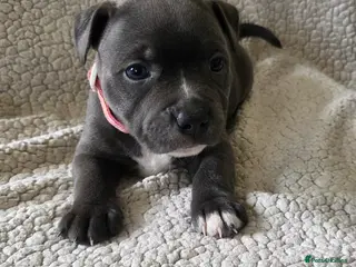 Staffordshire Bull Terrier dogs KC Blue Staffordshire Bull Terrier Puppies - Advert 7