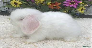 Mini Lop rabbits - Advert 2