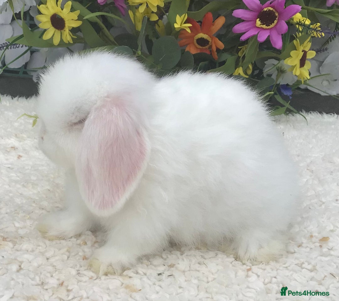 Mini Lop rabbits for sale: Mini lop buck - Image 2