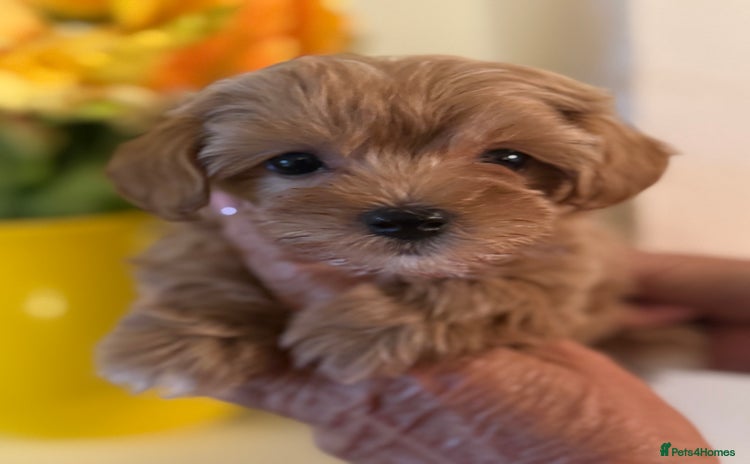 Maltipoo dogs - Advert 1