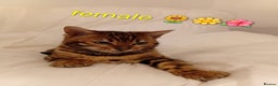 Bengal cats for sale: Kittens Bengal Pedigree tree blood line - Advert 4