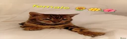 Bengal cats for sale: Kittens Bengal Pedigree tree blood line - Advert 5