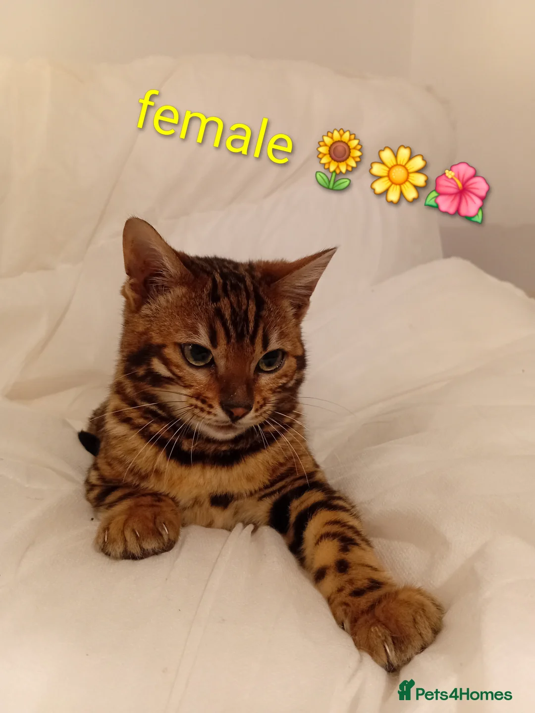 Bengal cats for sale: Kittens Bengal Pedigree tree blood line - Advert 5