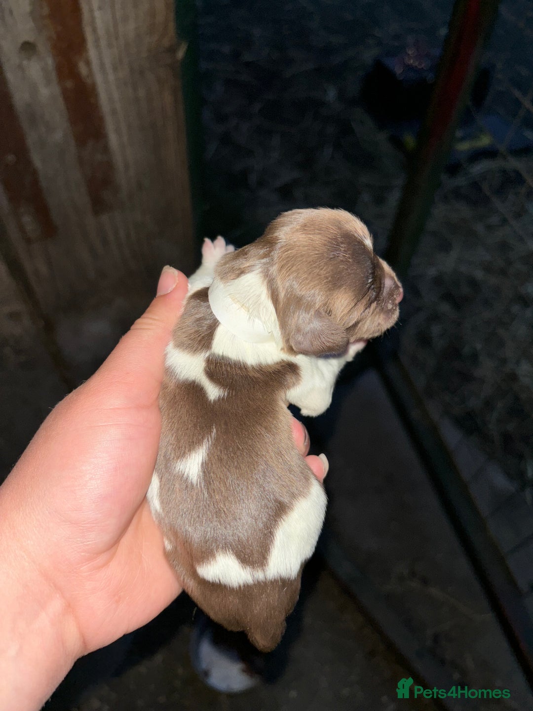 English Springer Spaniel dogs for sale: Gorgeous marked English Springer Spaniel pups  - Image 13