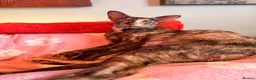Oriental cats for sale: Beautiful Siamese & Oriental Kittens  - Advert 3