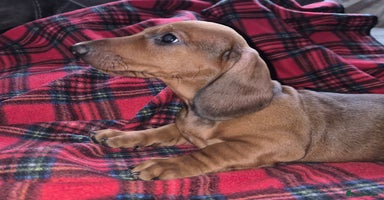 Dachshund dogs - Advert 2