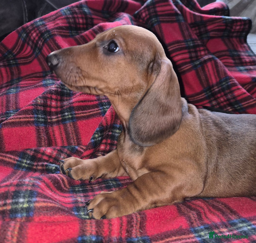 Dachshund dogs for sale: ❤️Super quality. Fully vaccinated and ready now❤️  - Image 13