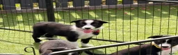 Border Collie dogs for sale: Border collie puppies  - Advert 7
