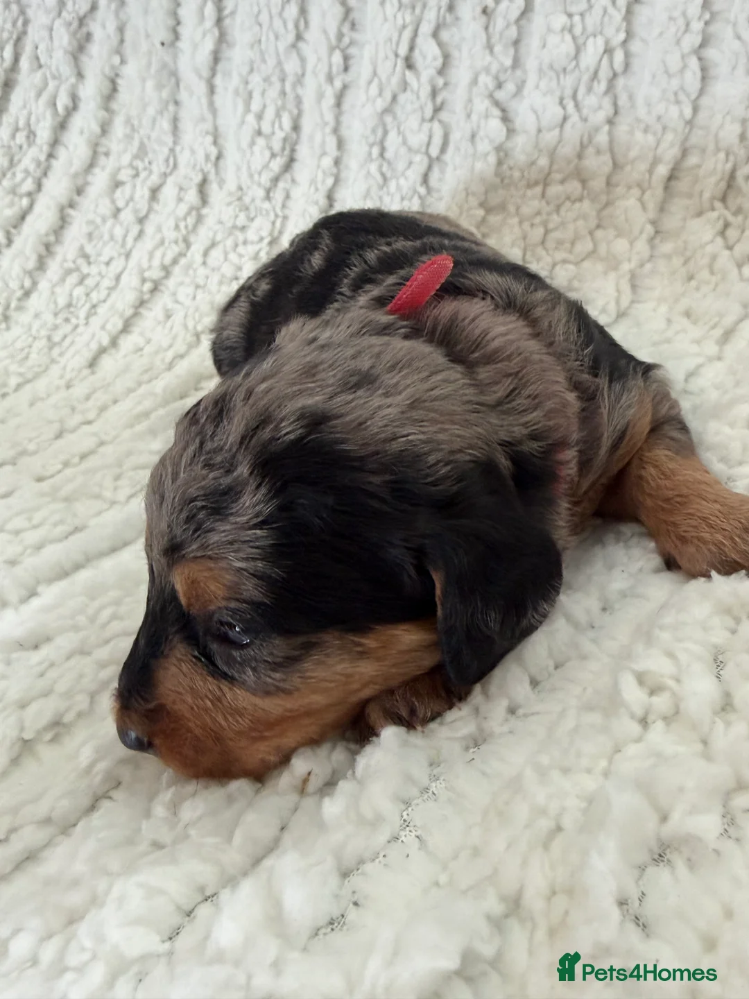 Doxiepoo dogs for sale: Miniature Doxiepoos  - Advert 16