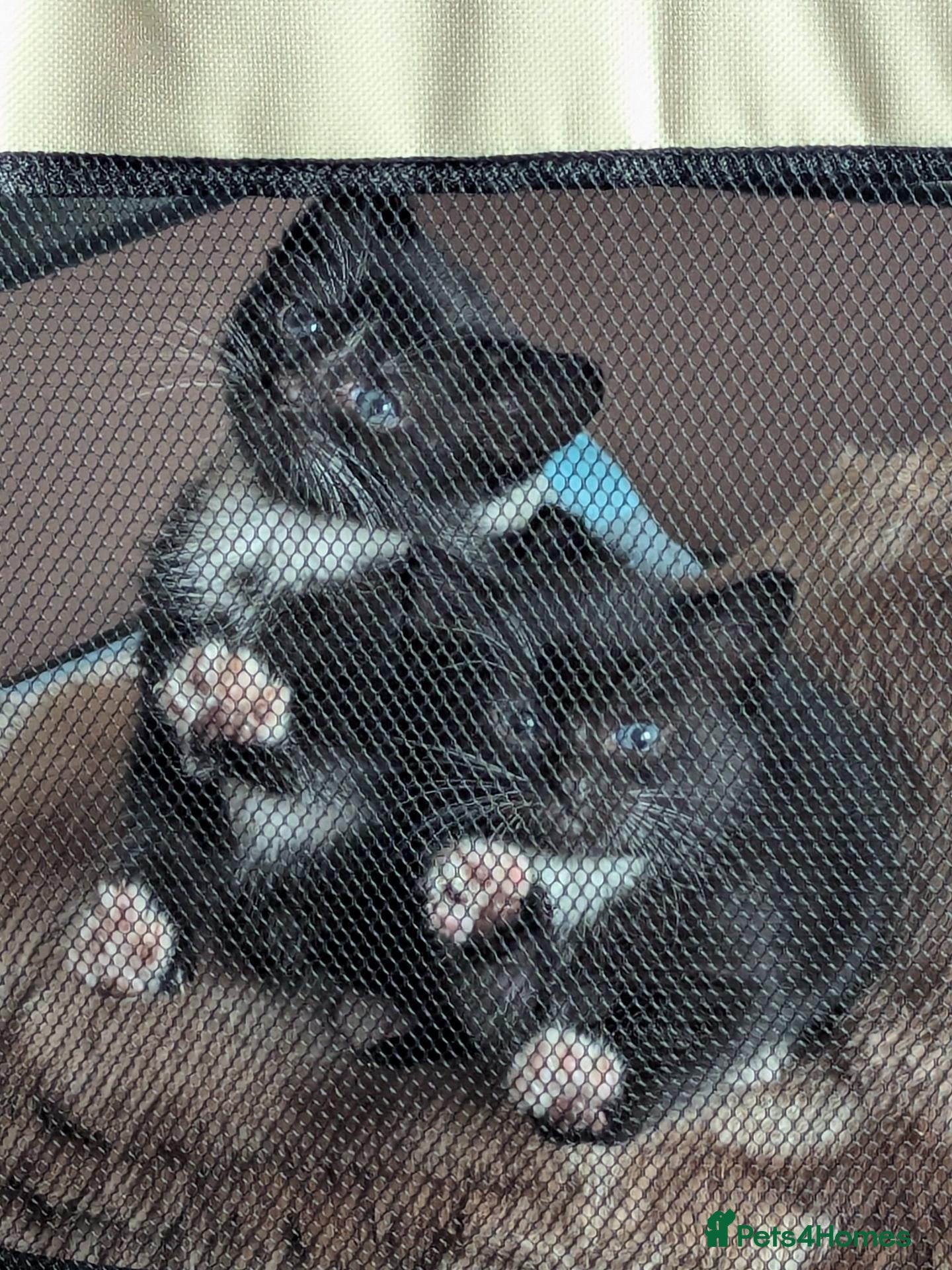 British Longhair cats Black and white longhair kittens - Advert 10