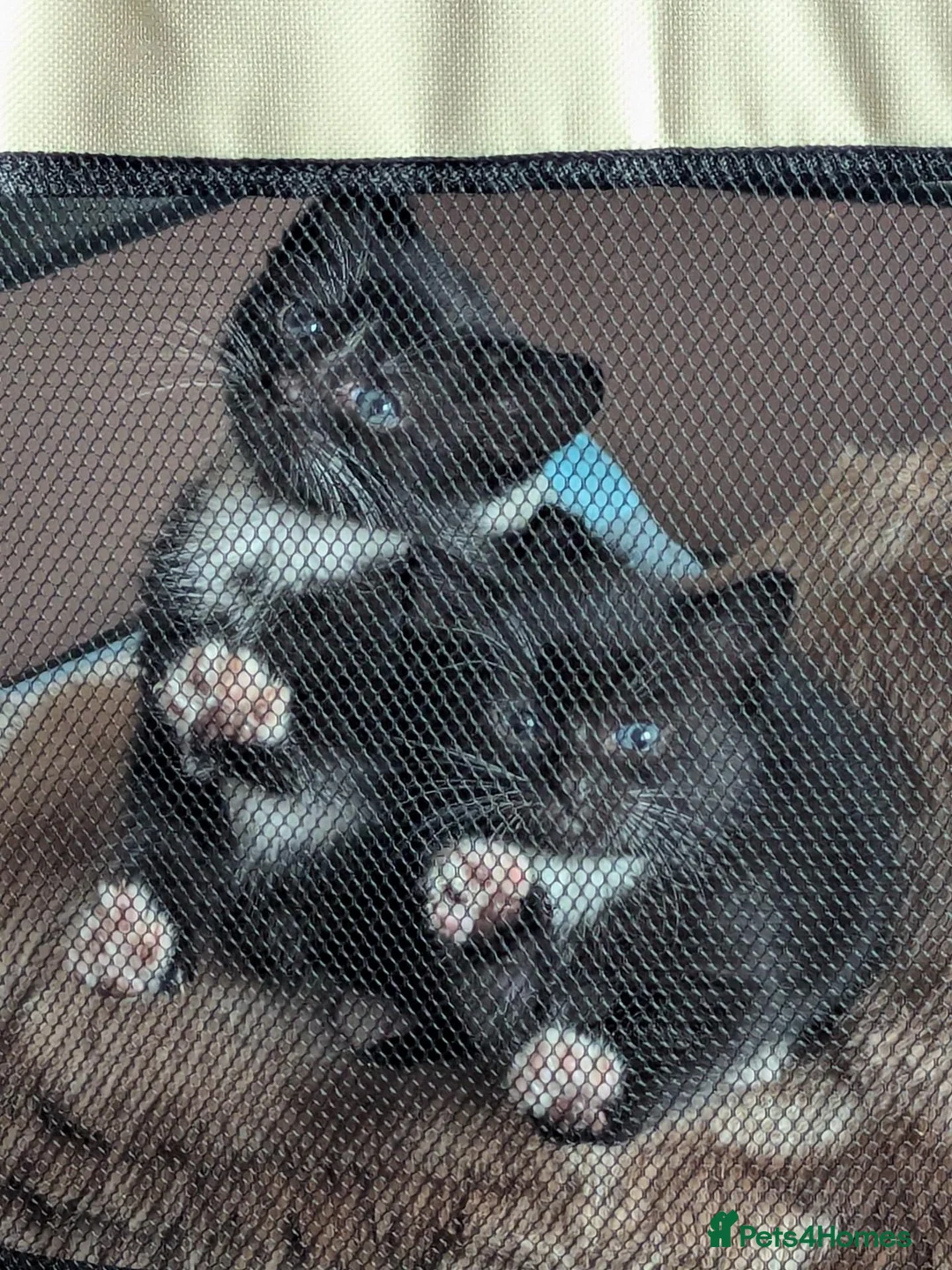 British Longhair cats for sale: Black and white longhair kittens in Ballymena - Advert 1