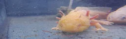 Axolotl reptiles for sale: Baby axolotls - Advert 36