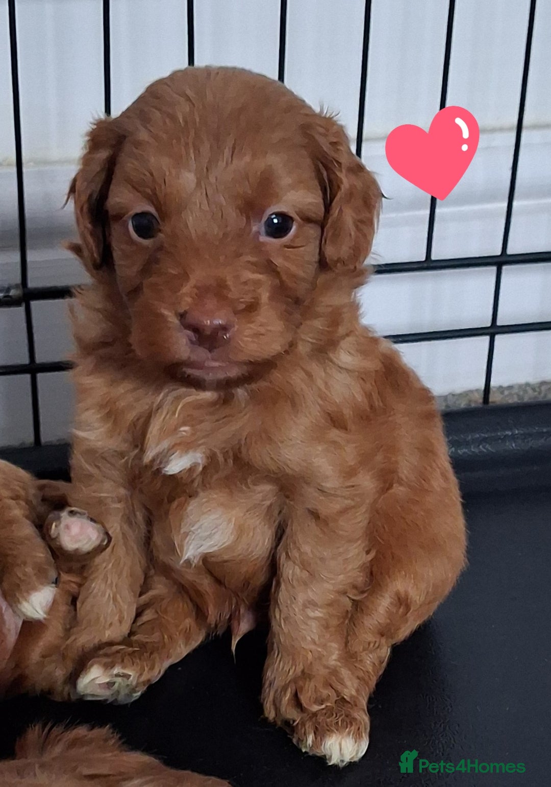 Cockapoo dogs for sale: ** ADORABLE COCKAPOO PUPPIES ** - Advert 15