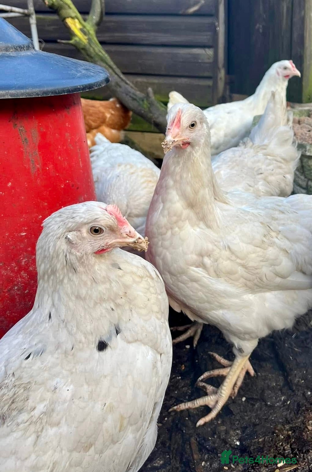 Chickens poultry for sale: Olive/Blue Eggers Guaranteed Female  - Image 1