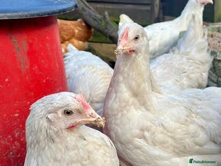 Chickens poultry Olive/Blue Eggers Guaranteed Female - Advert 21